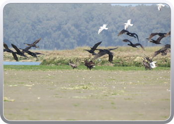 167 Even rondvaren op de laguna van Moulay Bousselham39