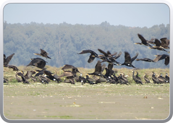 167 Even rondvaren op de laguna van Moulay Bousselham40