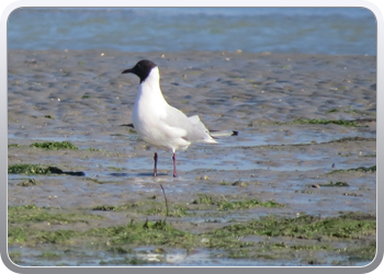 167 Even rondvaren op de laguna van Moulay Bousselham44