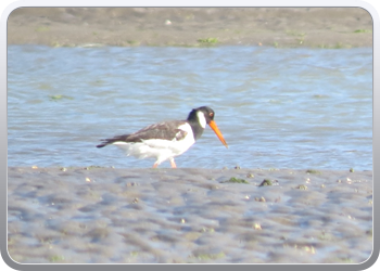 167 Even rondvaren op de laguna van Moulay Bousselham47