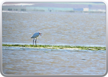 167 Even rondvaren op de laguna van Moulay Bousselham50