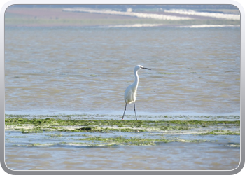 167 Even rondvaren op de laguna van Moulay Bousselham51