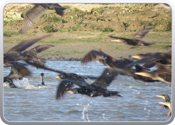 167 Even rondvaren op de laguna van Moulay Bousselham64