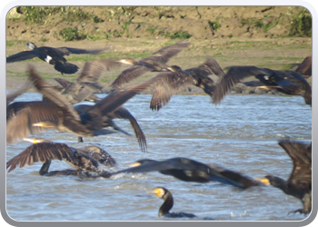 167 Even rondvaren op de laguna van Moulay Bousselham65