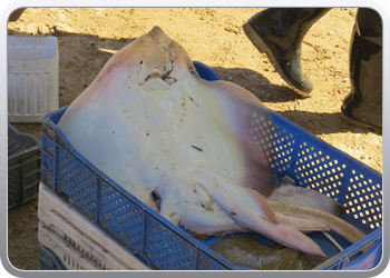 170 Vis kopen op het strand (2)