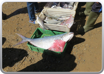 170 Vis kopen op het strand (3)