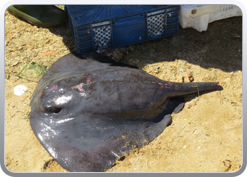 170 Vis kopen op het strand (4)