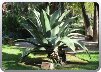 024 plantentuin elche04