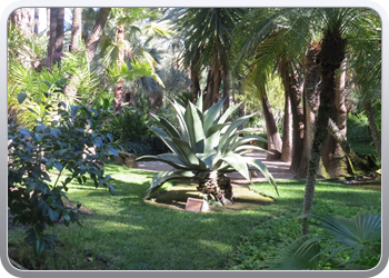 024 plantentuin elche05