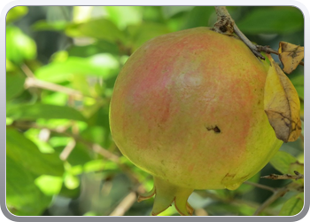 024 plantentuin elche09