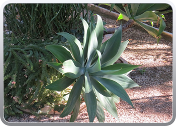 024 plantentuin elche12