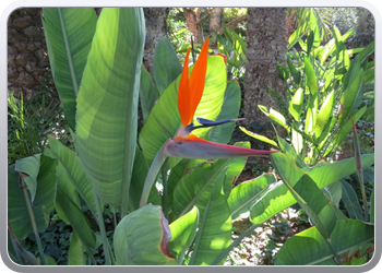 024 plantentuin elche15