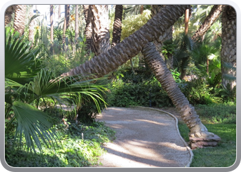 024 plantentuin elche16