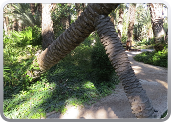 024 plantentuin elche17