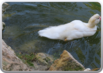 024 plantentuin elche20