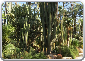 024 plantentuin elche21