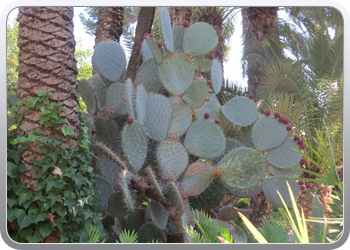 024 plantentuin elche23