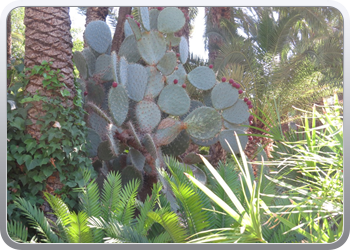 024 plantentuin elche24