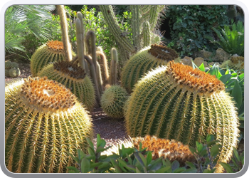 024 plantentuin elche26