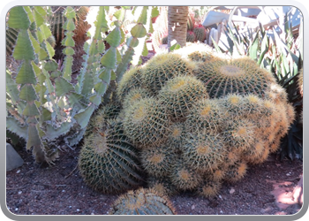 024 plantentuin elche28