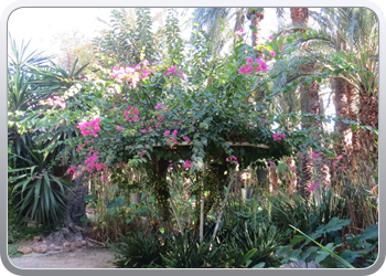 024 plantentuin elche37