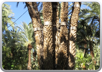 024 plantentuin elche41