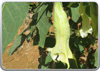 165 De Andalusische tuin in de kasbah (3)