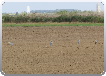 005 Op weg naar Bonnet sur Gironde (15)