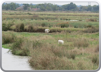 005 Op weg naar Bonnet sur Gironde (16)