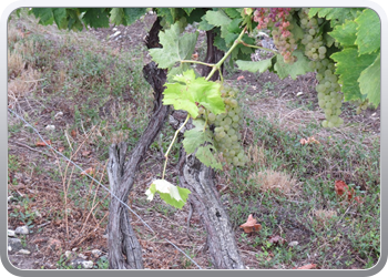 006 Cognac de Bonnet sur Gironde (9)