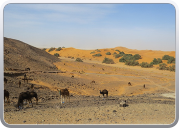 Een rit rond de woestijnduinen (10)