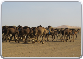 Een rit rond de woestijnduinen (110)