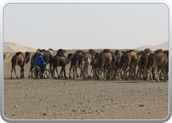Een rit rond de woestijnduinen (113)