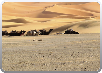 Een rit rond de woestijnduinen (118)