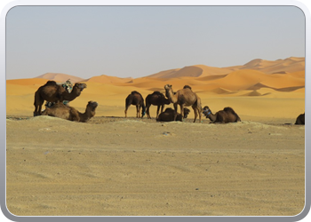 Een rit rond de woestijnduinen (120)