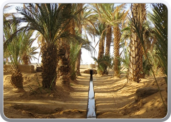 Een rit rond de woestijnduinen (133)