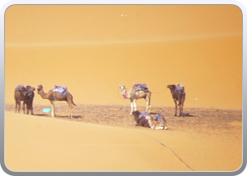 Een rit rond de woestijnduinen (14)