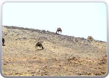Een rit rond de woestijnduinen (50)
