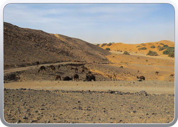 Een rit rond de woestijnduinen (8)
