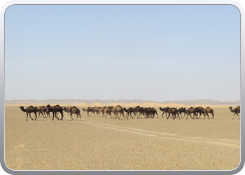 Een rit rond de woestijnduinen (85)