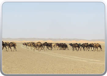 Een rit rond de woestijnduinen (86)