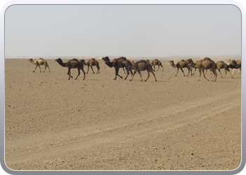 Een rit rond de woestijnduinen (87)