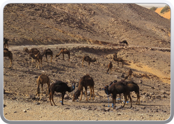 Een rit rond de woestijnduinen (9)