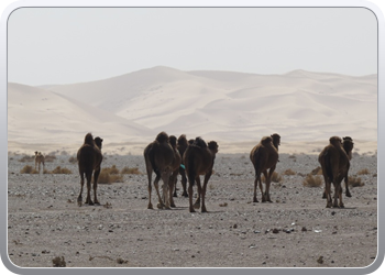 Een rit rond de woestijnduinen (91)