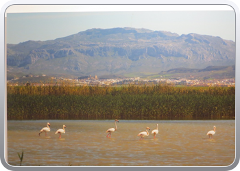 antequera (51)