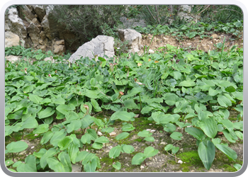 001 Fuentes de Algar (35)