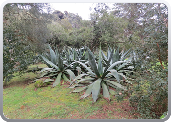 015 Parque de Monserrate Agave ongeveer 2m hoog(5)