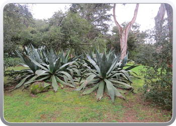 015 Parque de Monserrate Agave ongeveer 2m hoog(6)