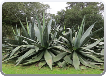 015 Parque de Monserrate Agave ongeveer 2m hoog(7)