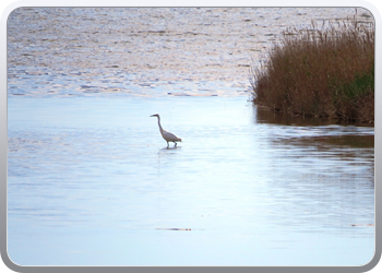 002 Natinaal park Ebre (11)